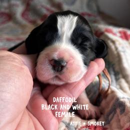 Daffodil - Black and white female English Springer Spaniel puppy in Tupalo, Mississippi from Butterfield Trail Farm