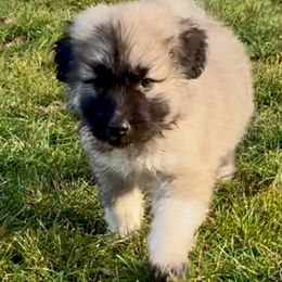 Girl 3 - Shiloh Shepherd puppy from Smokeshow Shilohs and Shepherds