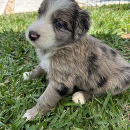 Aussiedoodle and Poodle Puppies from Socal Aussiedoodles