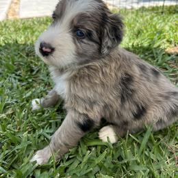 Aussiedoodle and Poodle Puppies from Socal Aussiedoodles