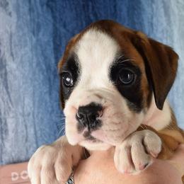 Boy 1 - male Boxer puppy in Clinton, Iowa from Cadogans Boxers