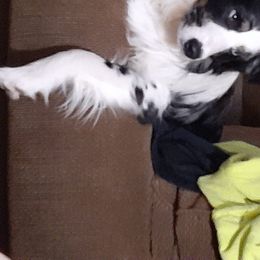 Australian Shepherds from Ghost Eye Aussies