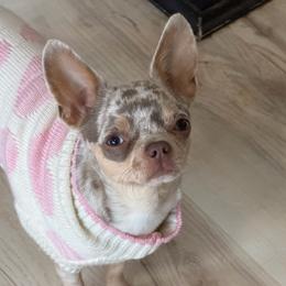 Kira - Chihuahua
