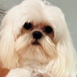 Biewer Terriers, Maltese, and Morkies from Jenn’s Georgia Morkies and Biewer Terriers