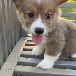 American Corgi and Pembroke Welsh Corgi Puppies from Eden Farms Corgis