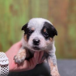Green Collar Male - Mac - Blue male Australian Cattle Dog puppy in Riverton, Utah from Rundown Ranch Cattle Dogs