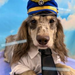 Azkari Vonaducci - Dachshund
