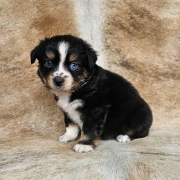Cosmic - Black tri male Miniature Australian Shepherd puppy in Sw, Wisconsin from Driftless Australian Shepherds