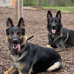 German Shepherds from Lucky Star Shepherds