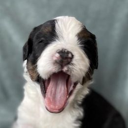 Bernedoodles from Minidoodles of Utah