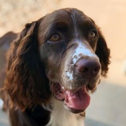Margo - English Springer Spaniel