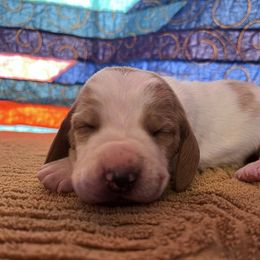 Boy 1 - Lemon and white male Basset Hound puppy in Noblesville, Indiana from Russell Bassets