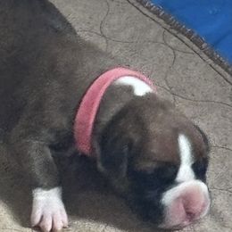 Girl 1 - Boxer puppy from Plank Trail Boxers plainville
