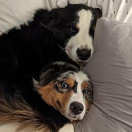 Australian Shepherd puppies from MilkyWay Aussies with Tails
