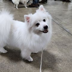 Nimbus - American Eskimo Dog