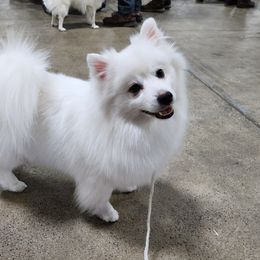 Nimbus - American Eskimo Dog