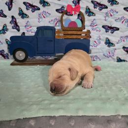 Dakota - Apricot female Labradoodle puppy in Weatherford, Texas from Oodles of poodles and doodles