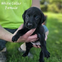 White Collar - Female - Black female Labrador Retriever puppy in Boyd, Minnesota from Lindley Labradors