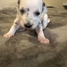 Kanga - White and black female Dalmatian puppy in Fort Cavasos, Texas from Mainstreet Dalmation