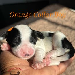 Orange Collar Boy - Black and chalk male Australian Labradoodle puppy in Hagerstown, Maryland from Westfields Labradoodles