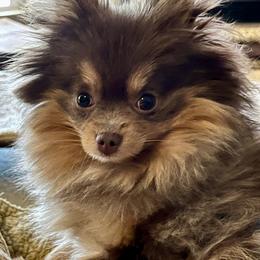 Pomeranian Puppies from Hummingbird & Fox