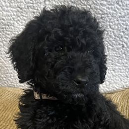 Gray boy - Black Goldendoodle puppy in Thomasville, North Carolina from North Carolina Doodles- Thomasville