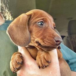 Red - Red male Dachshund puppy in Brave, Pennsylvania from Nataly Rinkhoff