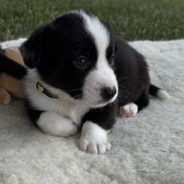 American Corgi, Cardigan Welsh Corgi, and Pembroke Welsh Corgi Puppies from DnD Corgis