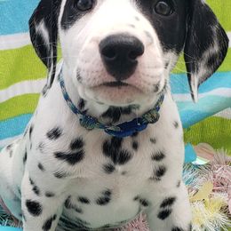 Dalmatian Puppies from Mid-Michigan Dalmatians