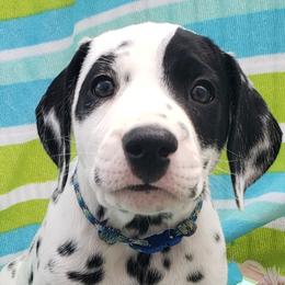 Dalmatian Puppies from Mid-Michigan Dalmatians
