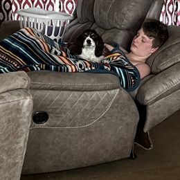 Cocker Spaniel All Grown Up from 4D