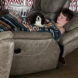 Cocker Spaniel All Grown Up from 4D