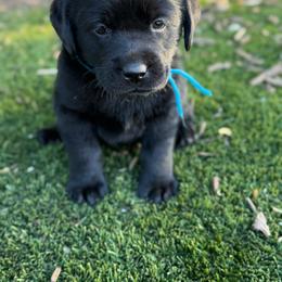 Teal - Black female Labrador Retriever puppy in Paulden, Arizona from Carefree Samoyeds & Deserthills Labradors