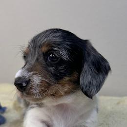 Dachshund Puppies from Shepherds Run Miniature Dachshunds