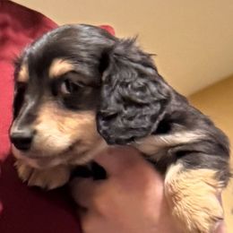 Javier - Black and cream male Dachshund puppy in Hanford, California from Cooper Gals Doxies