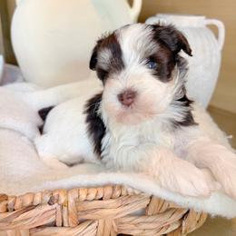 Leela - Parti female Miniature Schnauzer puppy in Calera, Alabama from Tuck’s Farmstead