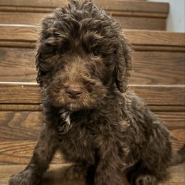 Green collar - Chocolate male Goldendoodle puppy in Plattsburgh, New York from Adirondack Poodles Goldendoodles,Bernedoodles & Schnoodles