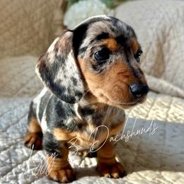 JoJo - Black and tan female Dachshund puppy in Karnes County, Texas from Lazzy Z Dachshunds