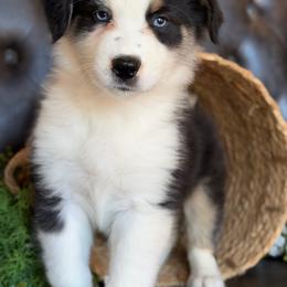 Waggs-has tail-many videos - Black tri-color male Australian Shepherd puppy in Troy, South Carolina from Australian Shepherds of 3/W Farms