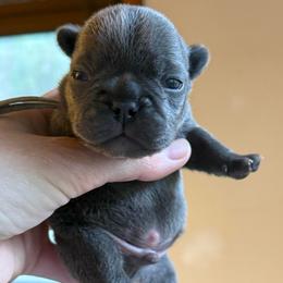 Blue boy (blue collar) (Dottie x Nemesis) - Blue male French Bulldog puppy in Gulf Breeze, Florida from SW Frenchies
