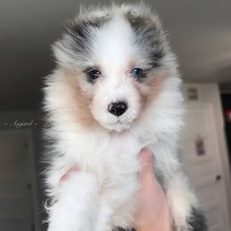 Possum - Shetland Sheepdog puppy in Elk, Washington from Asgard Shetland Sheepdogs