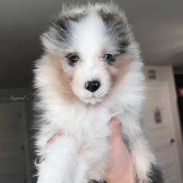 Possum - Shetland Sheepdog puppy in Elk, Washington from Asgard Shetland Sheepdogs