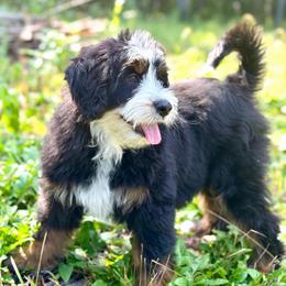 Light blue girl - Tri-color female Bernedoodle puppy in Waukesha, Wisconsin from Bernedoodle Boutique (and Cavapoos)