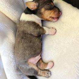 Max - Piebald male Dachshund puppy in East Bend, North Carolina from Yadkin Valley Dachshunds