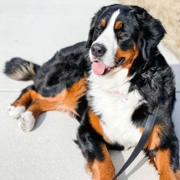 Bernese Mountain Dogs from Downy Dutch Bernese
