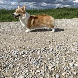 Pepper - Pembroke Welsh Corgi