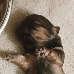 Shih Tzu Puppies from Peterson Shih Tzus