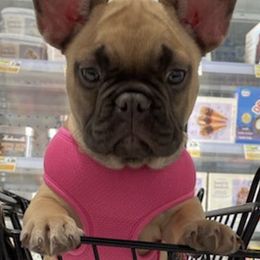 French Bulldogs from Bellafrenchie