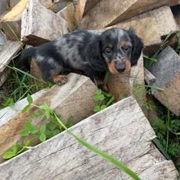 Cockapoo, Dachshund, Miniature Schnauzer, and Yorkshire Terrier Puppies from LUXEYPUPS