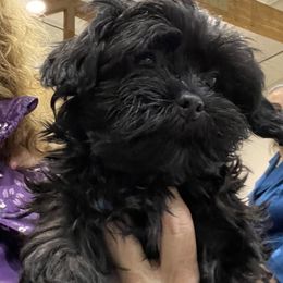 Blue collar - Black male Black Russian Terrier puppy in Spokane, Washington from Amethyst Black Russian Terriers